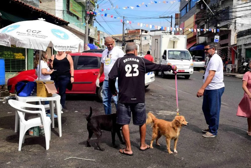 Salvador tem mais de cem por cento de cobertura na vacinação antirrábica em 2025
