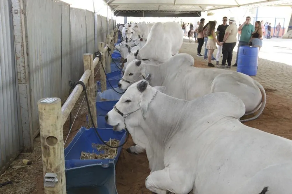 Agronegócio baiano responde por 24,9% do PIB no terceiro trimestre de 2025