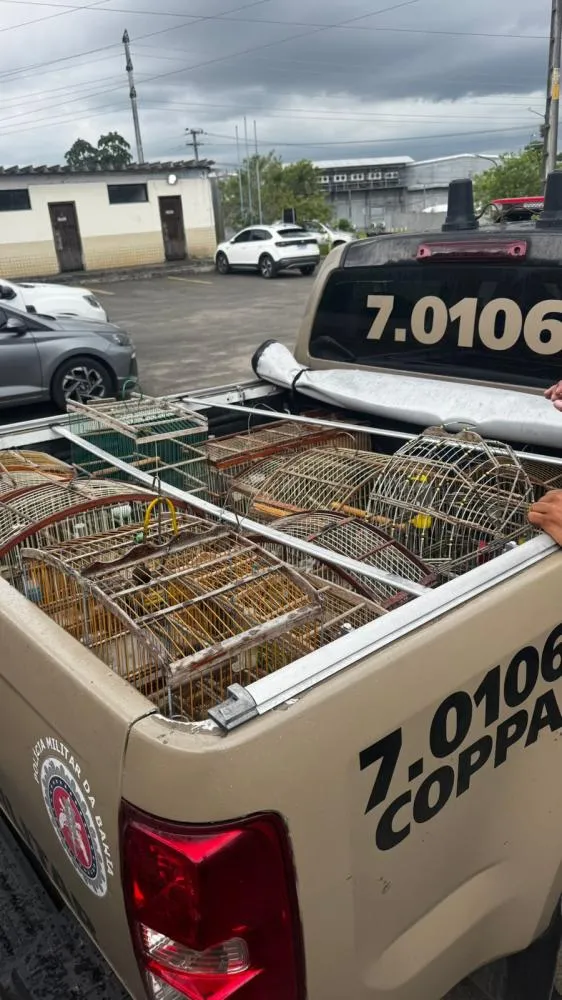 PM apreende 18 aves silvestres durante operação de combate ao comércio ilegal em Dias D’Ávila