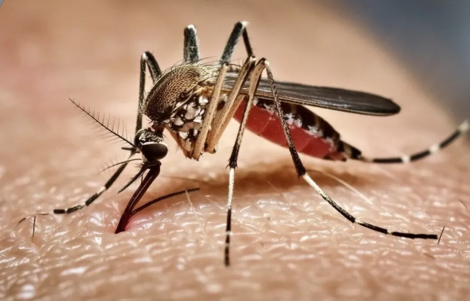 Chikungunya explode na Bahia e casos aumentam 364,9% em 2026; saiba como diferenciar da dengue e da zika